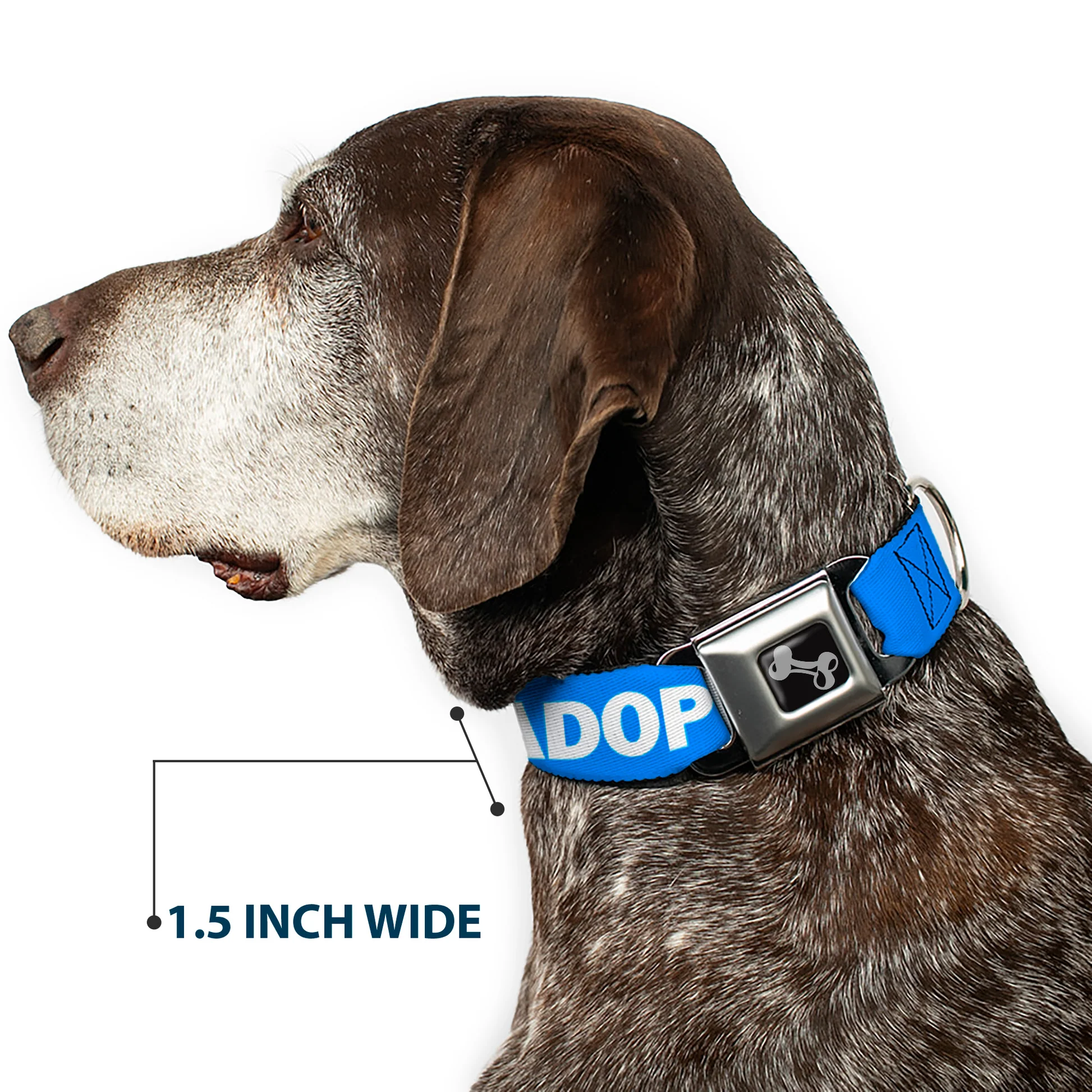 adopt6