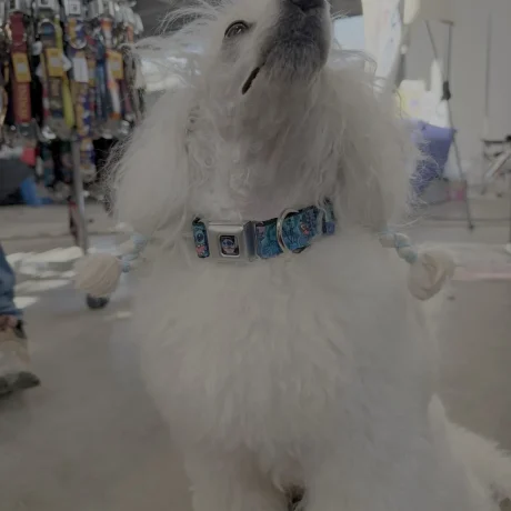 2A1F4652-8FD9-4BEB-88E3-C79609C084B0