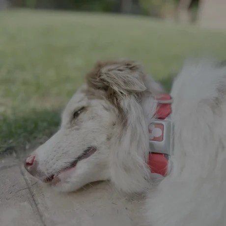 9277F7A8-1A5C-4381-9628-3ED8E0E644E0_1600px_q78