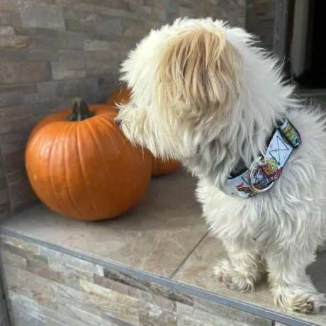 att.By6RYoctL9VySLPbQKIV_eXRtYsEMa-9SFOqce6VxTg