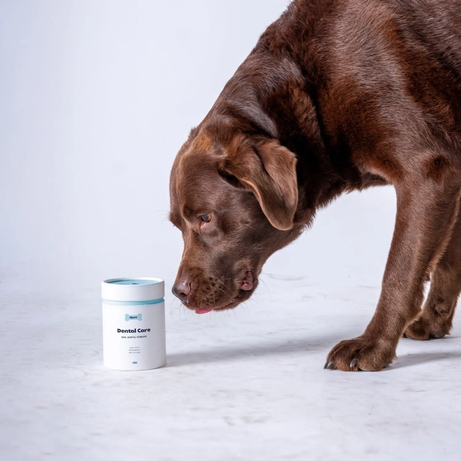 Dental-dog-min_1